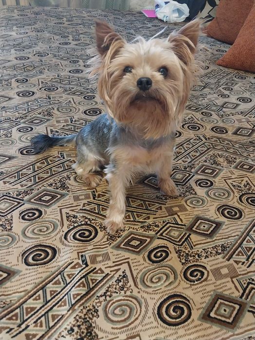 Йорк срочно !!! 3000