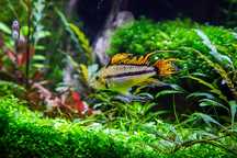 Pielęgniczka Kakadu Double Red - Tina Zoo Gliwice Jasna