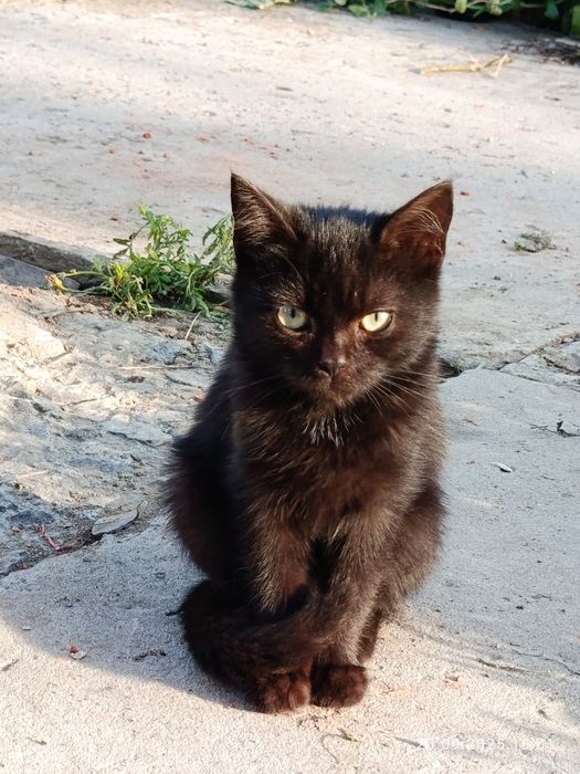 Кошенята в добрі руки