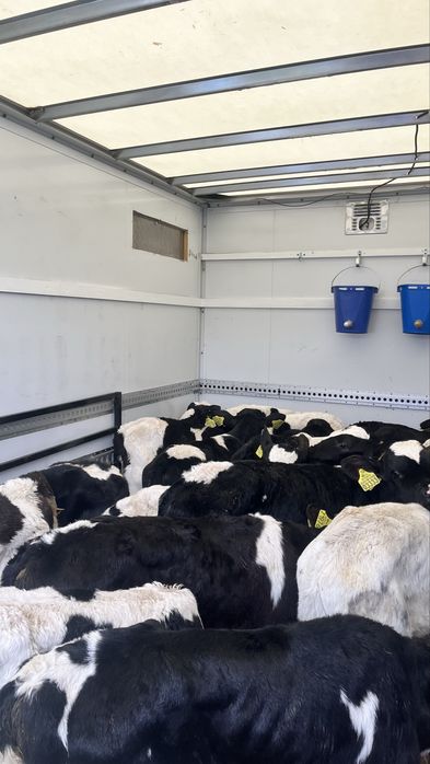 Sprzedam cielaki cieleta