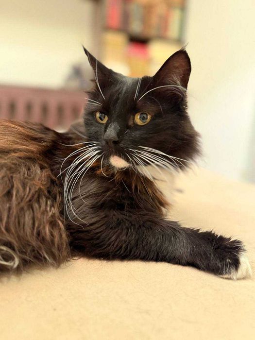 ніжний котик , лагідний кіт , пухнастий і цікавий