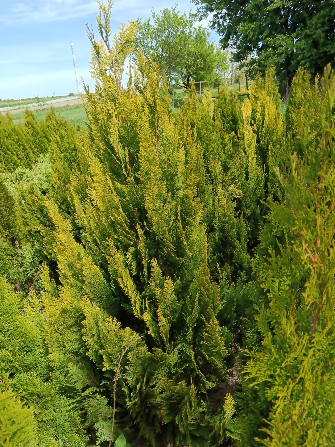 Cyprys verigatum