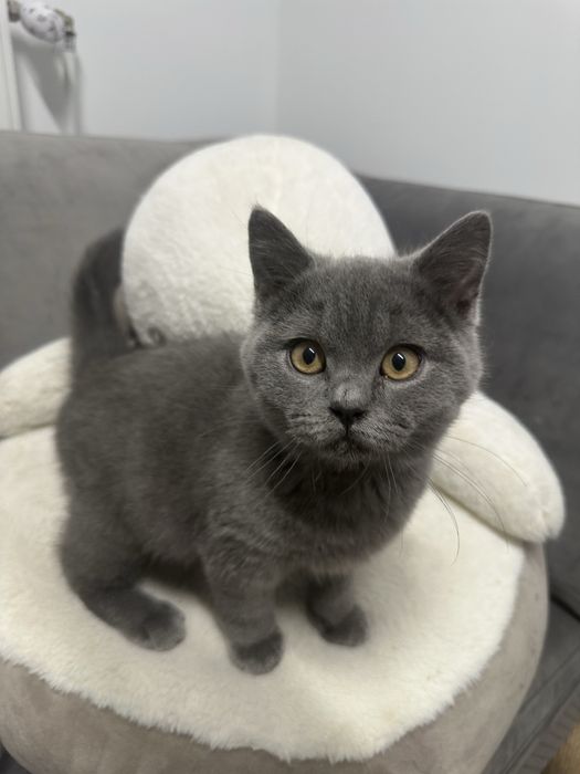 Kocur Brytyjski Blue