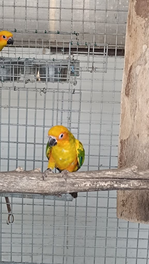 Várias aratingas para ceder