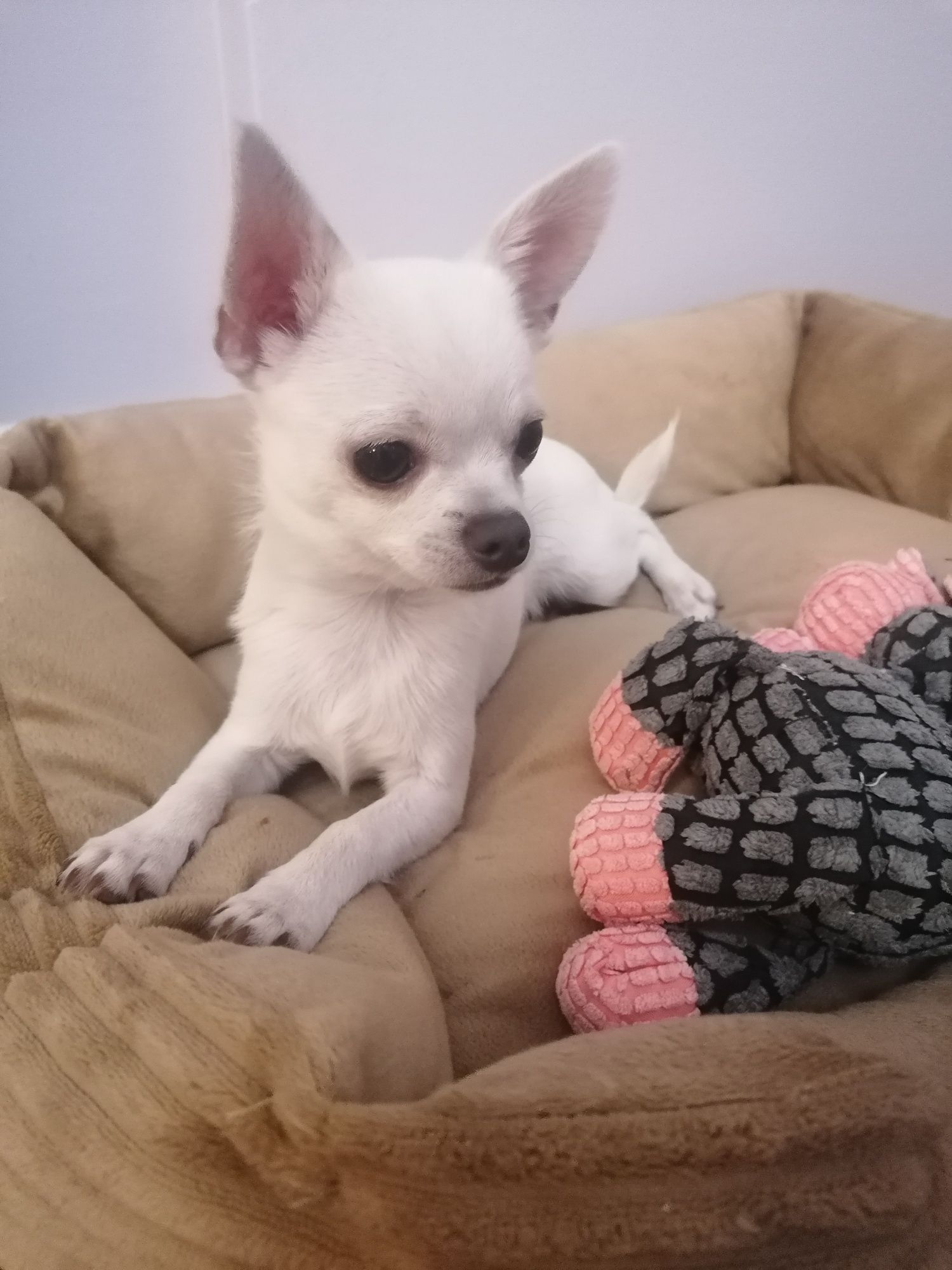 Chihuahua chłopiec