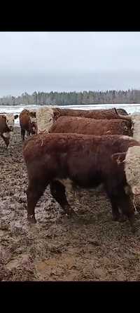 Jałówki byczki mięsne hereford 100% idealne na matki lub opas