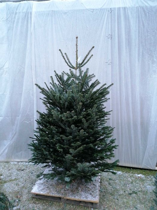 Choinki żywe cięte i w donicy Puławska 416 Dostawa Warszawa okolice