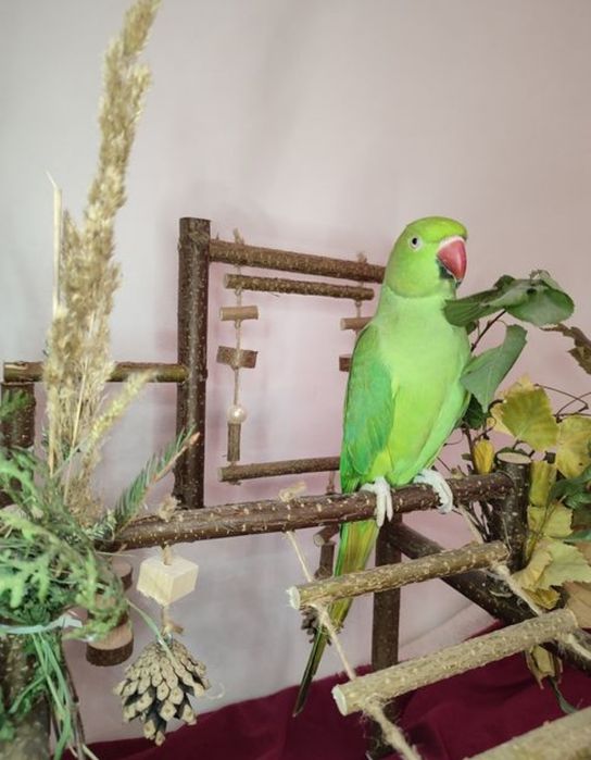 Стенд для папуг, ігрова зона, клітки, стенди, ігровий майданчик