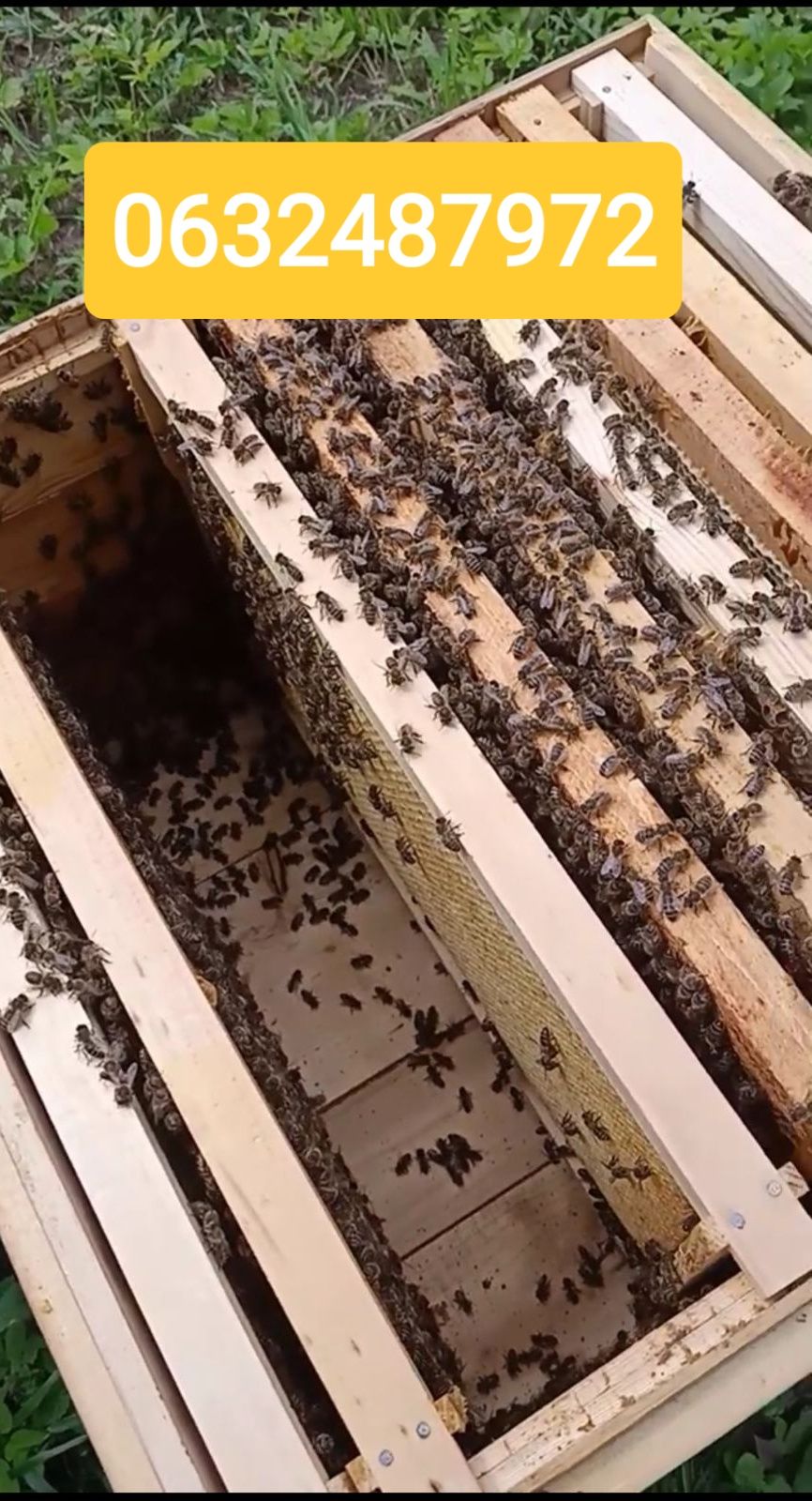 Продам бджолопакети,породи українська степова.Хмельницький