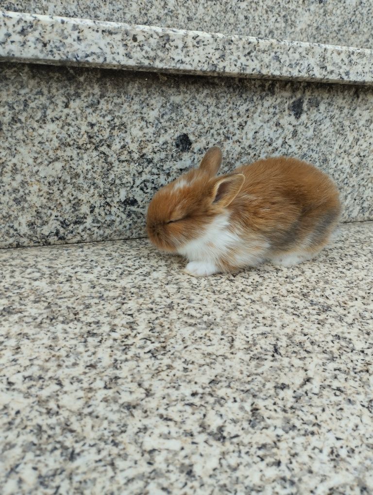 Coelhos anoes bebes