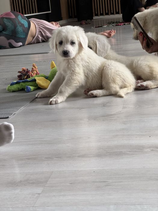 Owczarek podhalanski suczka