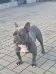 buldog francuski - reproduktor