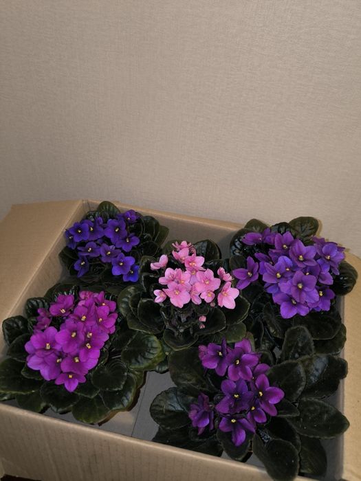 Дітки фіалок (мікс сортів). Також є листочки для вкорінення.