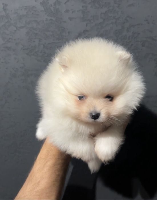Wzpic miniaturowy pomeranian kremowy chlopiec piesek