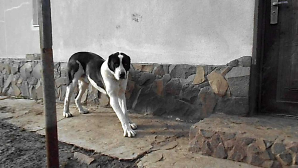 Вязка кабель алабай!