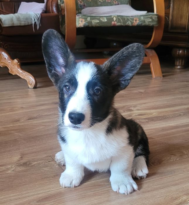 Welsh Corgi Cardigan FCI