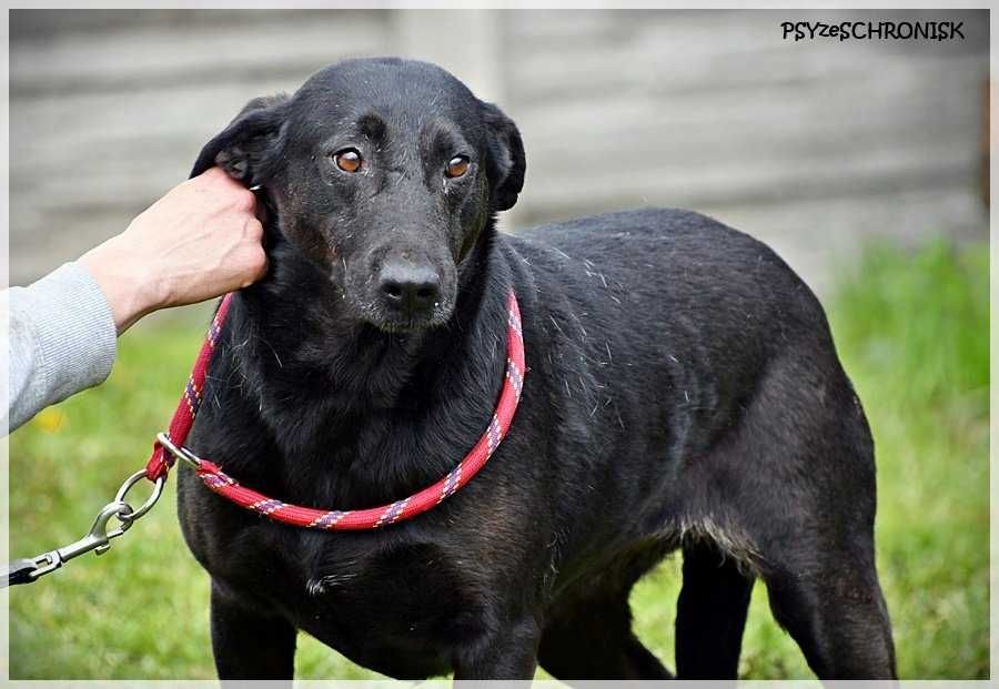 Jaga- strachliwa myszka, szuka przyjaciela. Pies do adopcji