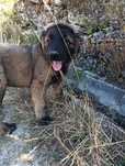 Cão da Serra da Estrela