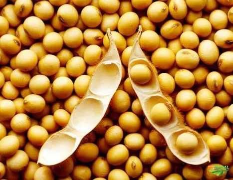 Продам сою Рівненська обл.