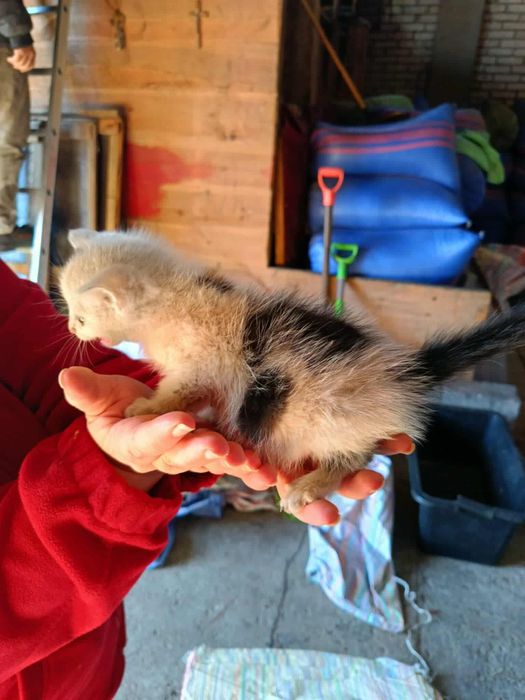 Kotki szukają domów