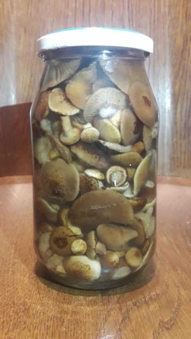 Grzyby marynowane- opieńki