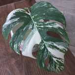 Monstera Variegata