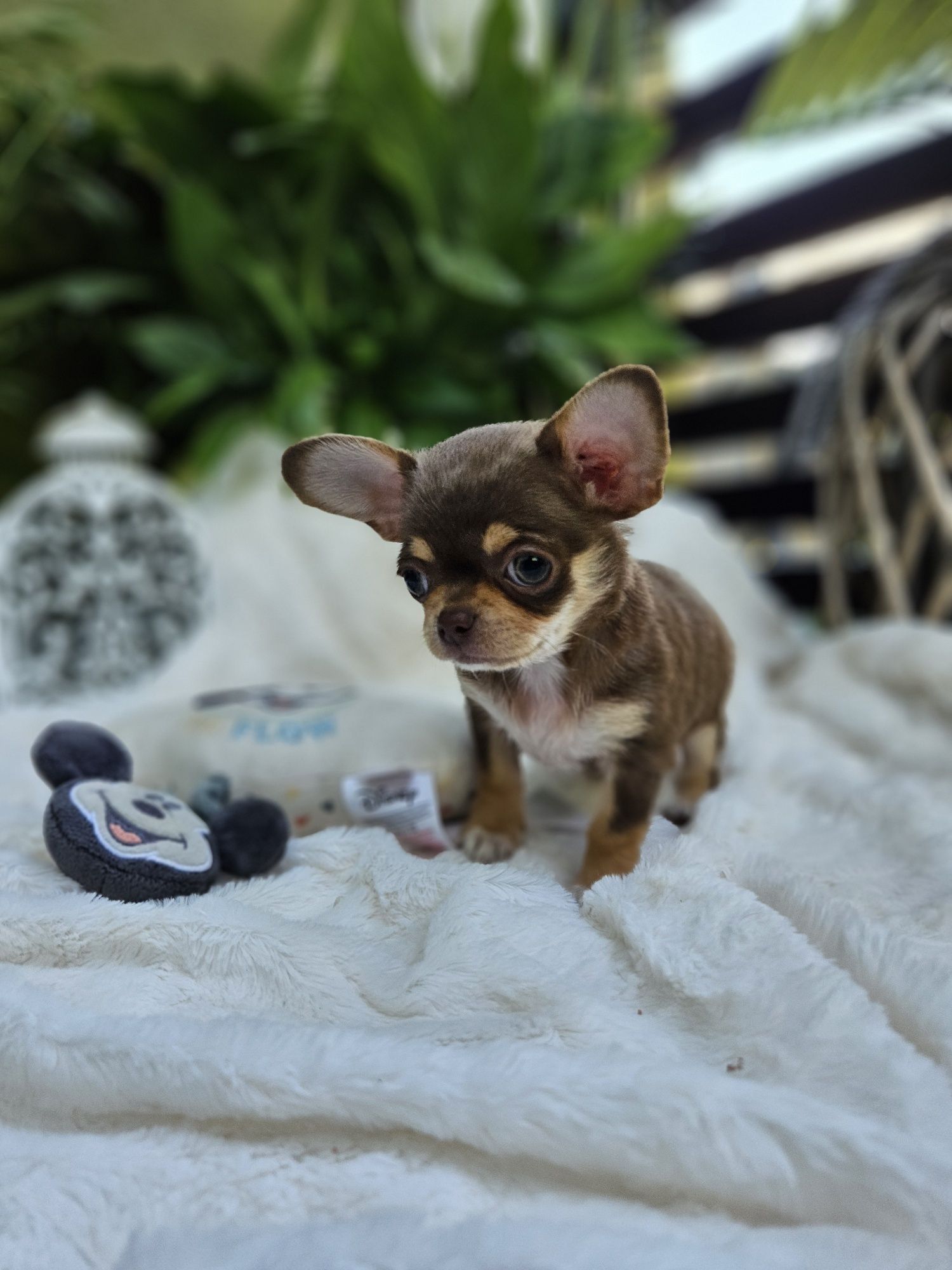 Chihuahua wyjątkowy chłopczyk dla konesera