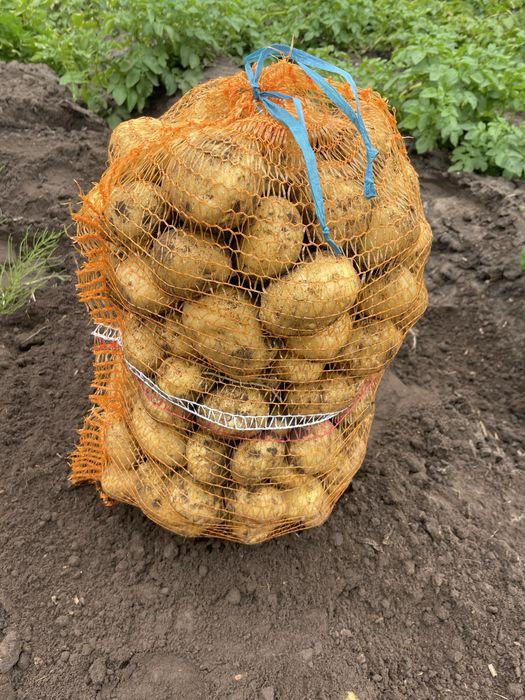 Ziemniaki jadalne  kartofle, pyry odmiana mariola