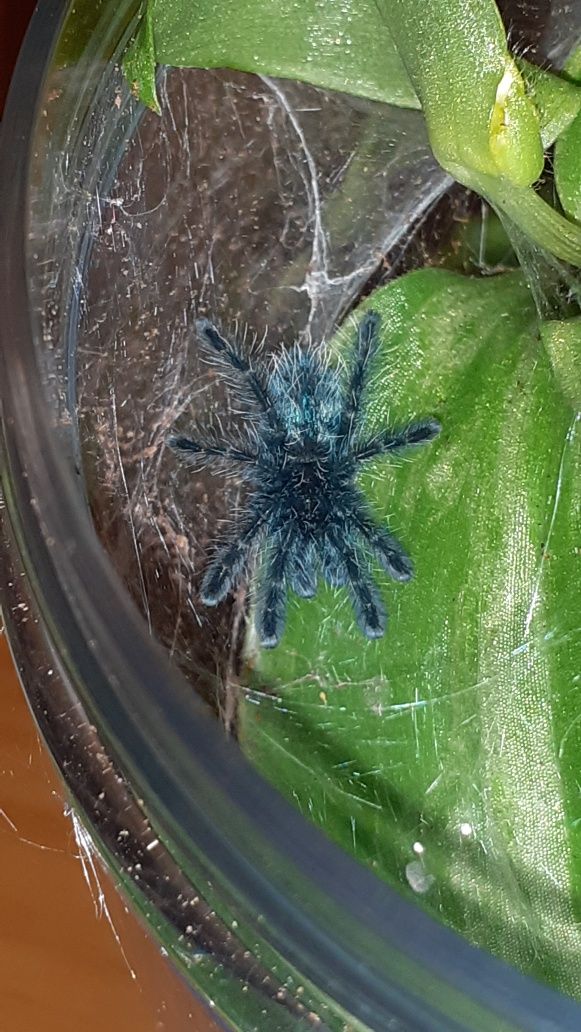 Caribena versicolor L2 + pojemnik + karaczany
