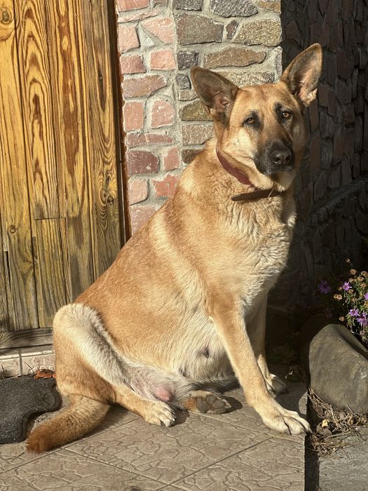 Бронь Зонарные щенки старотипная НО.