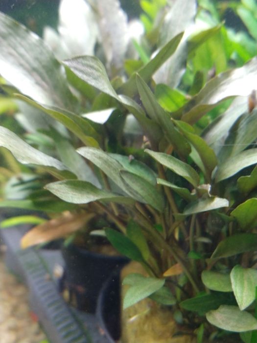 Rośliny akwariowe/roślina do akwarium/Cryptocoryne Wendtii Brown