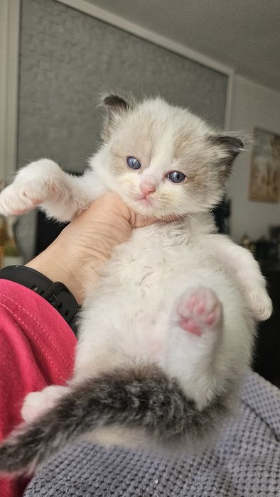 Ragdoll kot kotka  FPL rodowód piękny kociak