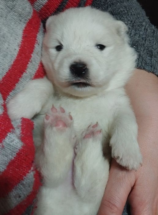 Самоед. Самоїд. Самоєд.