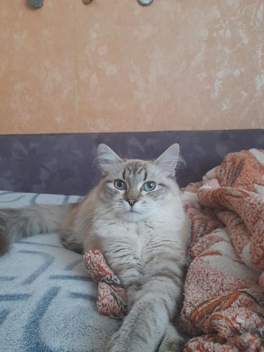 Кошенята Невська Маскарадна