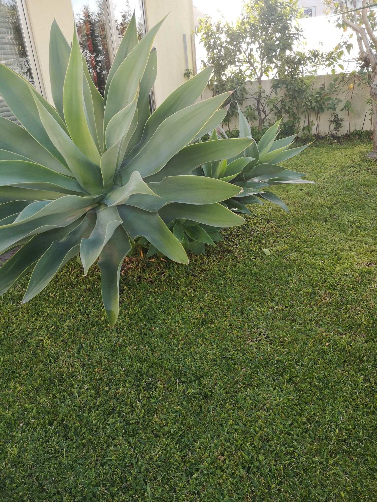 Suculentas agave