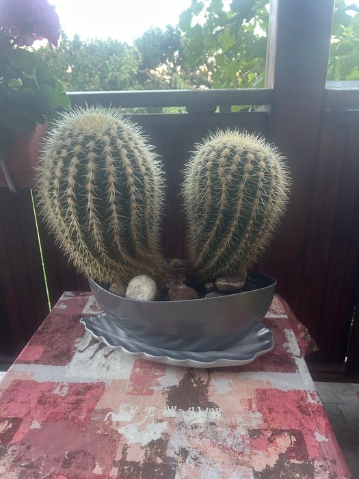 Piękne Kaktusy sprzedam