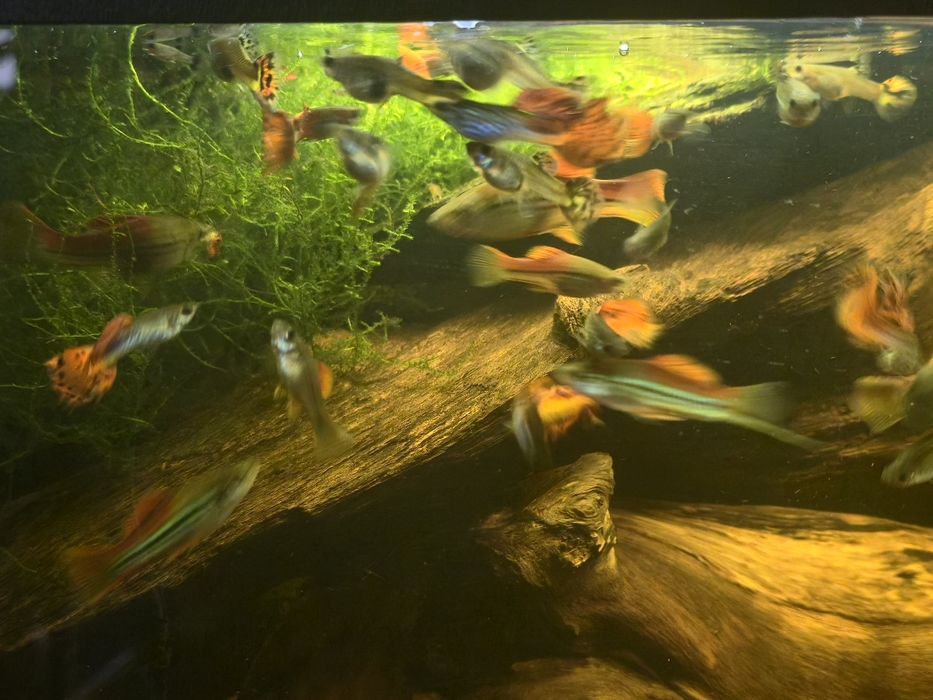 Piękny Gupik Pawie Oczko Mieczyk Zielony Wlasna hodowla Warszawa