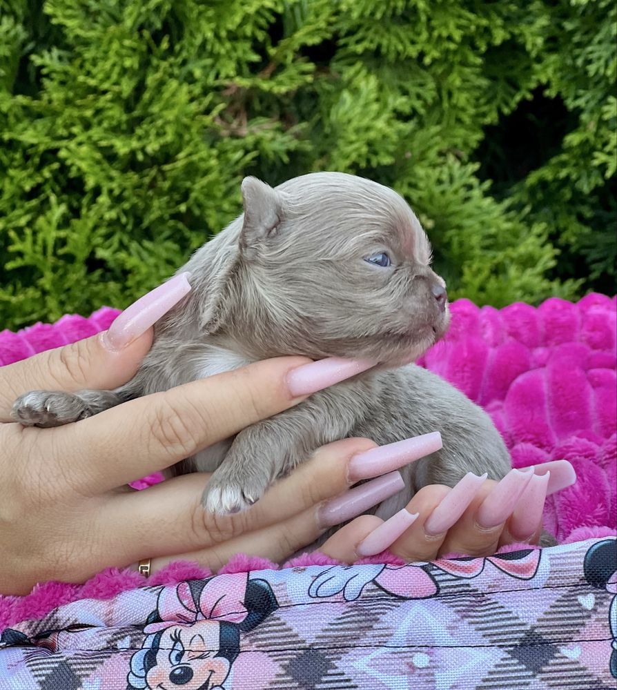 ***Chihuahua cudowny liliowy chłopczyk***