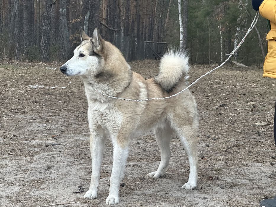 ЗСЛ для в’язки