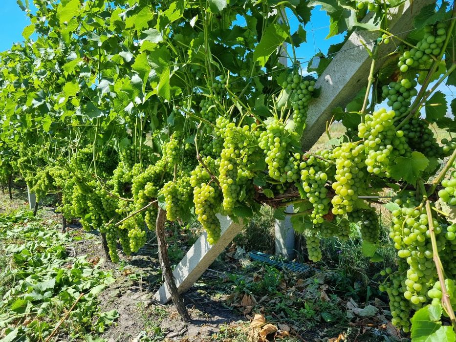 Sadzonki winorośli przerobowe i deserowe