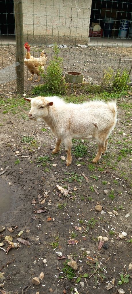 Cabrito micro-anão (mocho)