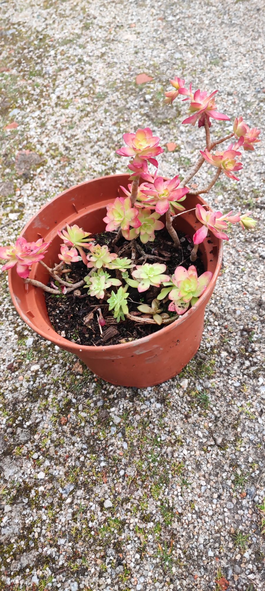 Planta suculenta