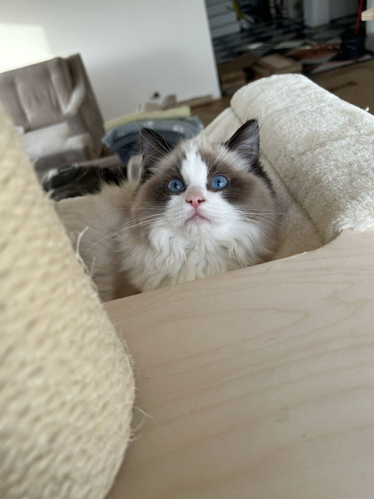 Ragdoll kocur seal bi color hodowlano wystawowy