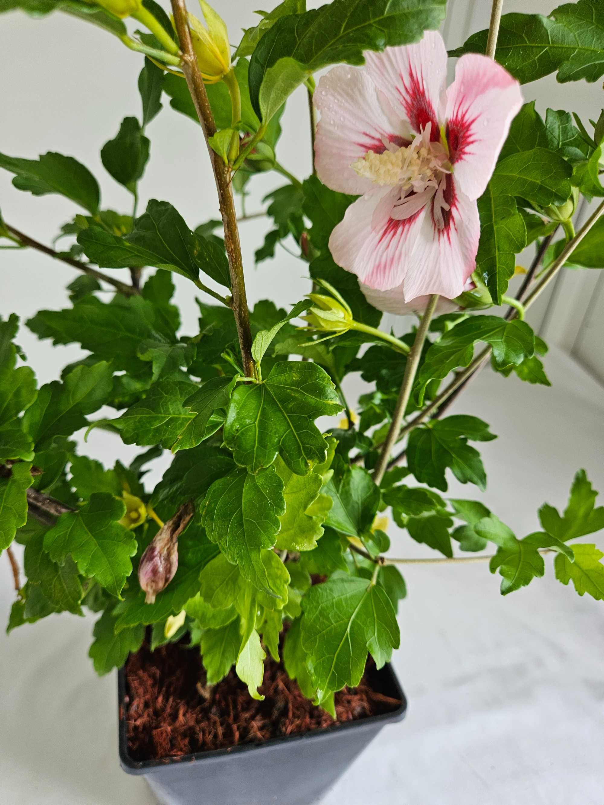 Hibiskus Hamabo 50–80cm – ozdobny krzew do ogrodu i pojemników C3