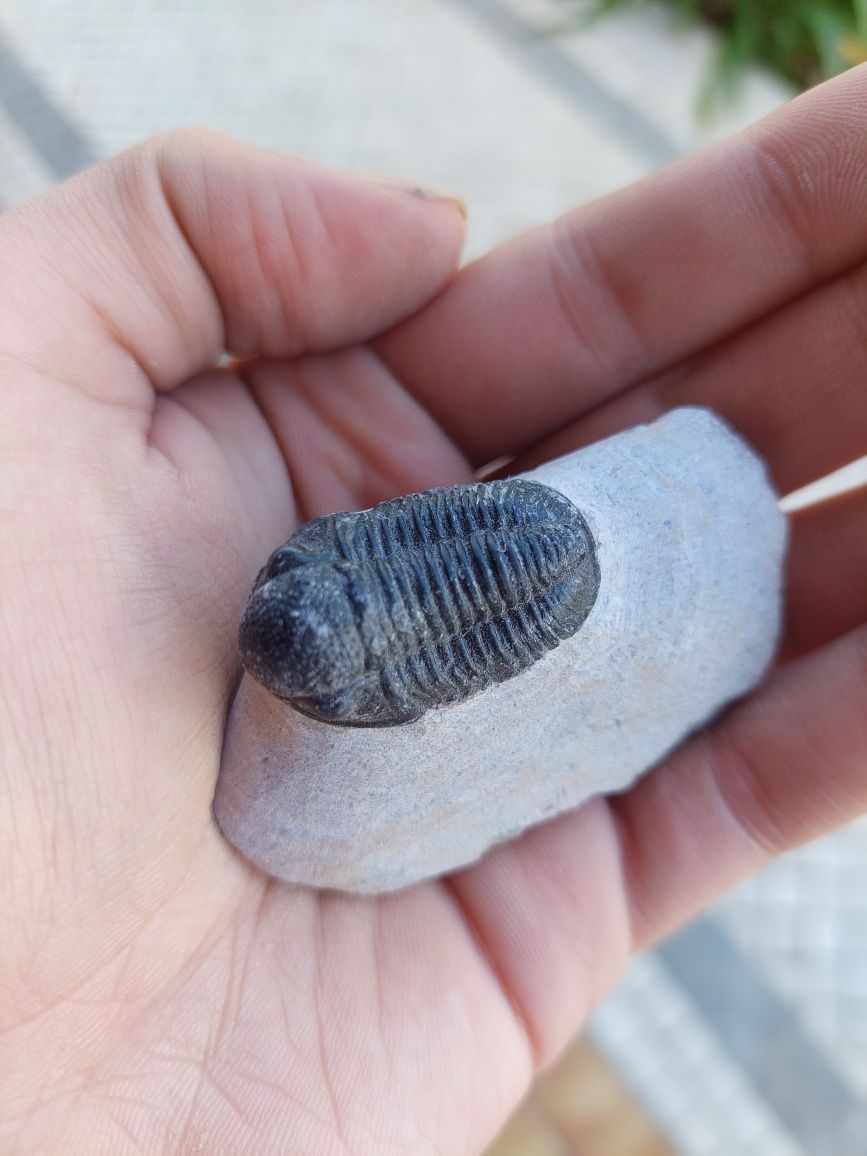 Fóssil trilobite Devónico
