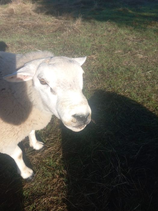 Carneiro texel e bode boer