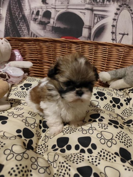 Shihtzu dziewczynka