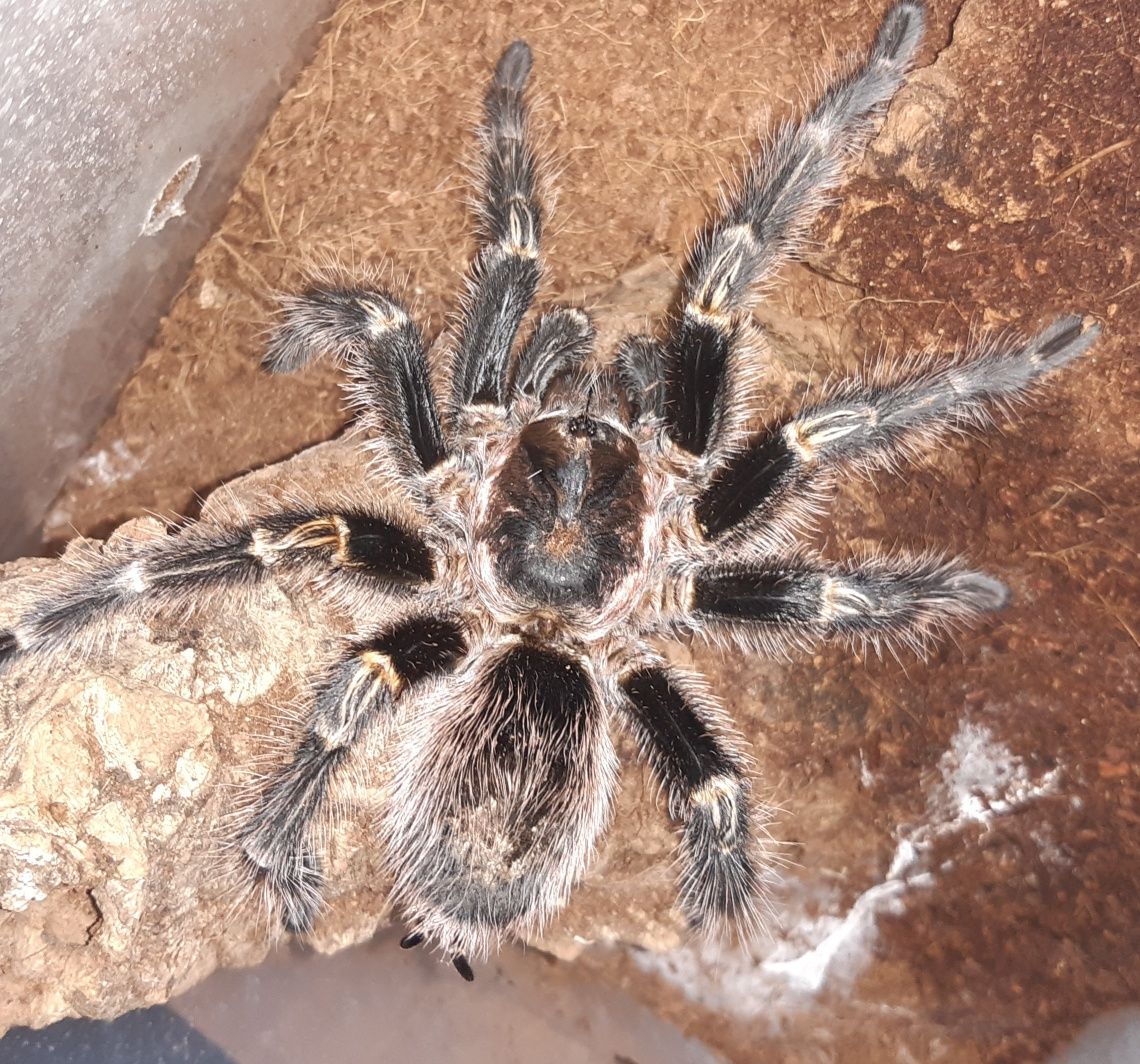 Grammostola pulchripes Samiec