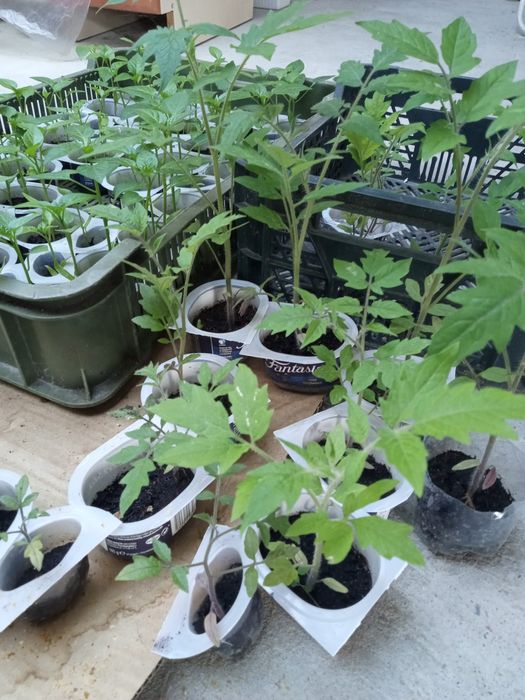 Sadzonki pomidorów, papryki malinowy olbrzym, Betalux