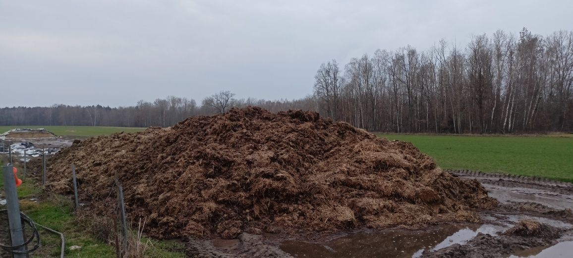 Obornik Bydlęcy sprzedam